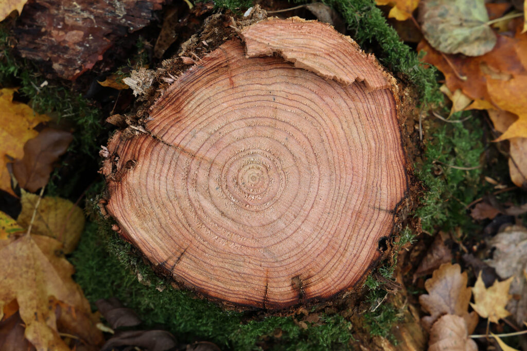 Annual rings on a fresh cut of a tree